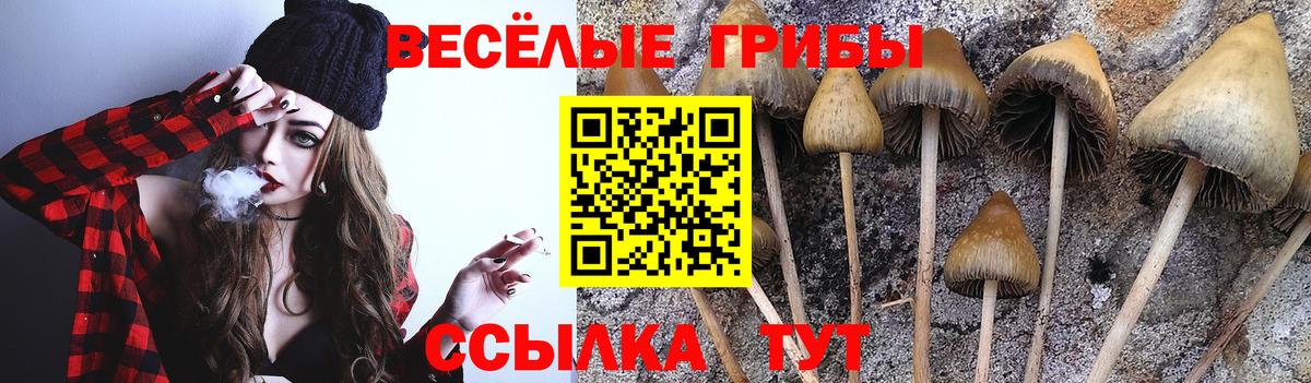 Псилоцибиновые грибы прущие грибы Черняховск